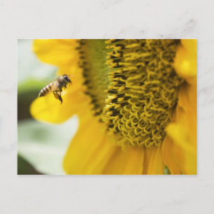 Carte postale d'abeille et de tournesol