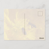 Carte postale d'abeilles (Dos)
