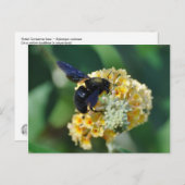 Carte postale d'abeilles de charpentier violet (Devant / Derrière)