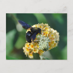 Carte postale d'abeilles de charpentier violet