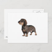 Carte Postale Dachshund (Devant / Derrière)