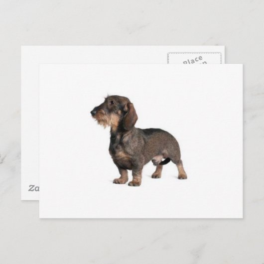 Carte Postale Dachshund (Devant / Derrière)
