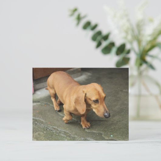 Carte Postale Dachshund (Debout devant)