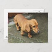 Carte Postale Dachshund (Devant / Derrière)