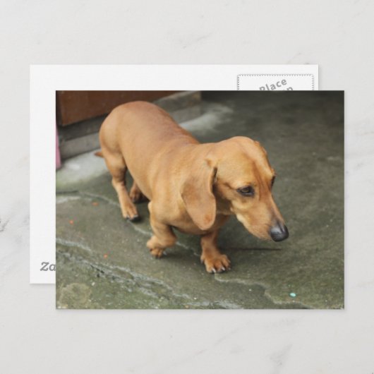Carte Postale Dachshund (Devant / Derrière)
