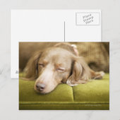 Carte Postale Dachshund (Devant / Derrière)