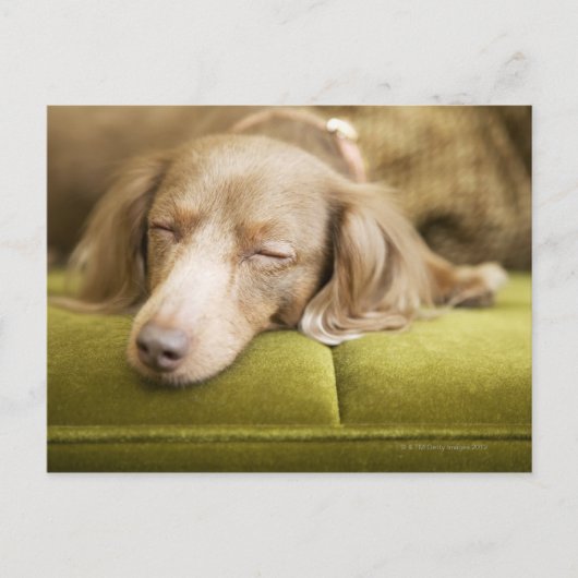 Carte Postale Dachshund (Devant)