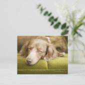 Carte Postale Dachshund (Debout devant)