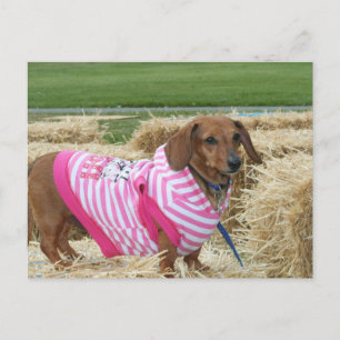 Carte Postale Dachshund