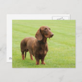 Carte Postale Dachshund (Devant / Derrière)