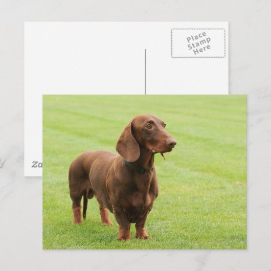 Carte Postale Dachshund (Devant / Derrière)