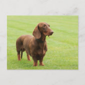 Carte Postale Dachshund (Devant)