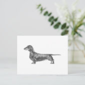 Carte Postale Dachshund (Debout devant)