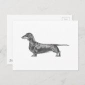 Carte Postale Dachshund (Devant / Derrière)