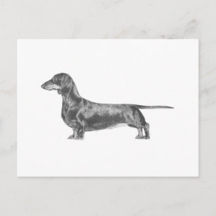 Carte Postale Dachshund