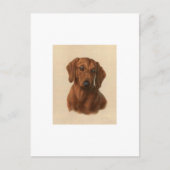 Carte Postale Dachshund (Devant)