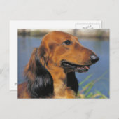 Carte postale Dachshund (Devant / Derrière)