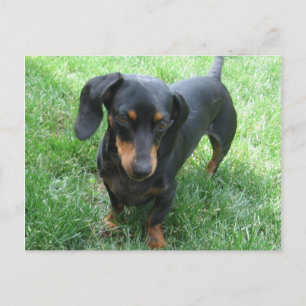 Carte Postale Dachshund