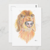 Carte Postale Dachshund (Devant / Derrière)
