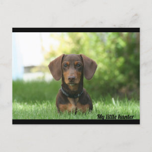Carte Postale Dachshund