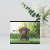 Carte Postale Dachshund (Debout devant)