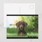 Carte Postale Dachshund (Devant / Derrière)