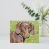 Carte Postale Dachshund (Debout devant)