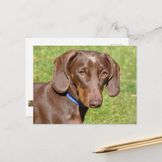 Carte Postale Dachshund (Devant/Arrière en situation)