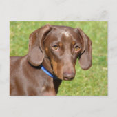 Carte Postale Dachshund (Devant)