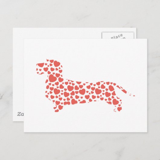 Carte Postale Dachshund À poils durs (Devant / Derrière)