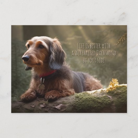 Carte Postale Dachshund à poils durs en forêt (Devant)