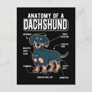 Carte Postale Dachshund Anatomie drôle chien