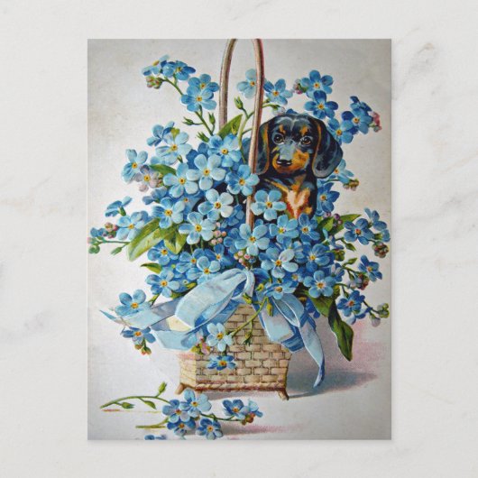 Carte Postale Dachshund and Forget-Me-Nots (Devant)