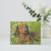 Carte Postale dachshund aux cheveux longs (Debout devant)