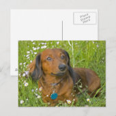 Carte Postale dachshund aux cheveux longs (Devant / Derrière)