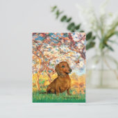 Carte Postale Dachshund (brun1) - Printemps (Debout devant)