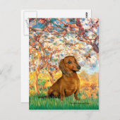 Carte Postale Dachshund (brun1) - Printemps (Devant / Derrière)