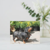 Carte Postale Dachshund Buddy 2 (Debout devant)
