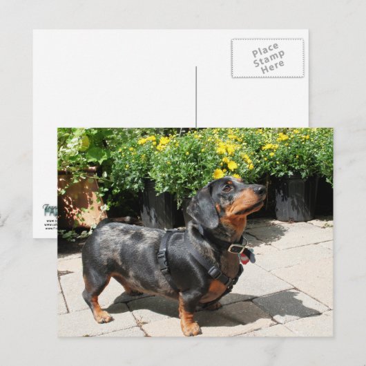 Carte Postale Dachshund Buddy 2 (Devant / Derrière)