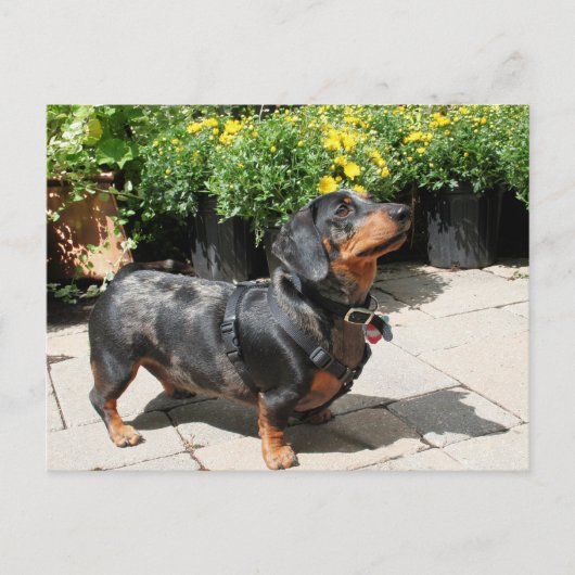 Carte Postale Dachshund Buddy 2 (Devant)