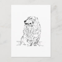 Dachshund – Chien Saucisse à Poil Long