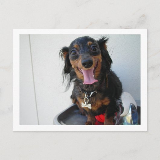 Carte Postale Dachshund dans une fontaine à boire (Devant)
