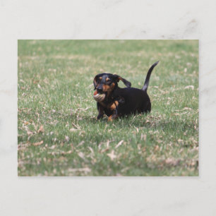 Carte Postale Dachshund en cours