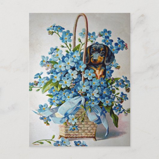 Carte Postale Dachshund et Forget-Me-Nots (Devant)