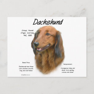 Carte Postale Dachshund (longhair) Conception de l'histoire