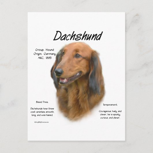 Carte Postale Dachshund (longhair) Conception de l'histoire (Devant)