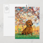 Carte Postale Dachshund (marron1) - Printemps (Devant / Derrière)
