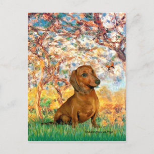 Carte Postale Dachshund (marron1) - Printemps
