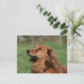 Carte Postale Dachshund miniature à cheveux longs 2 (Debout devant)