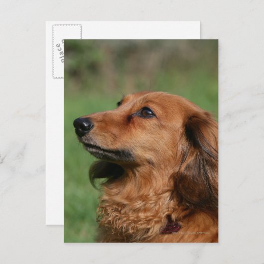 Carte Postale Dachshund miniature à cheveux longs 2 (Devant / Derrière)